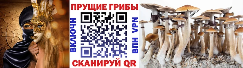 Галлюциногенные грибы Cubensis  цена   Макарьев 